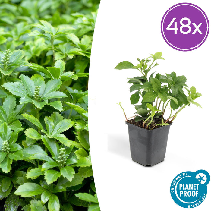 Pachysandra term. 'Green Carpet' - ↕10-25cm - Ø9cm - 48x