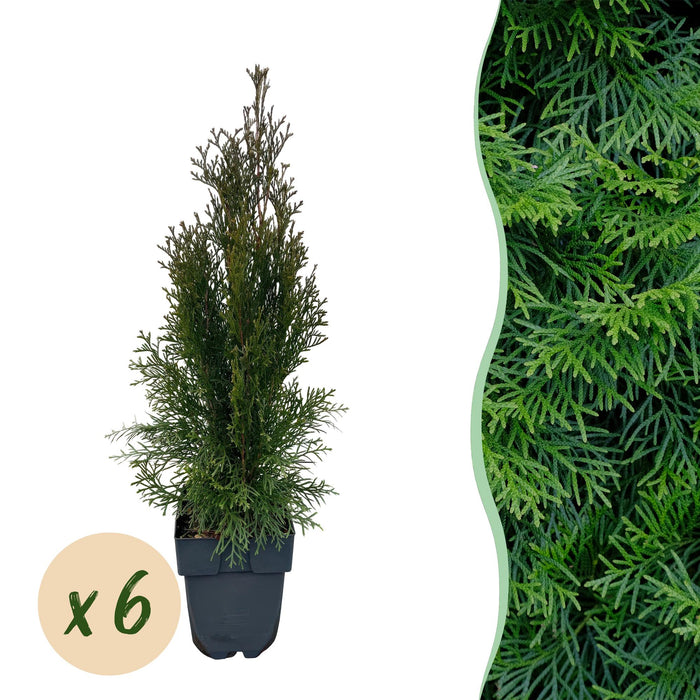 Haagplanten - Thuja occidentalis Smaragd - blad groen - 6 planten - 1 strekkende meter - groenblijvend - pot 17cm hoogte 60cm