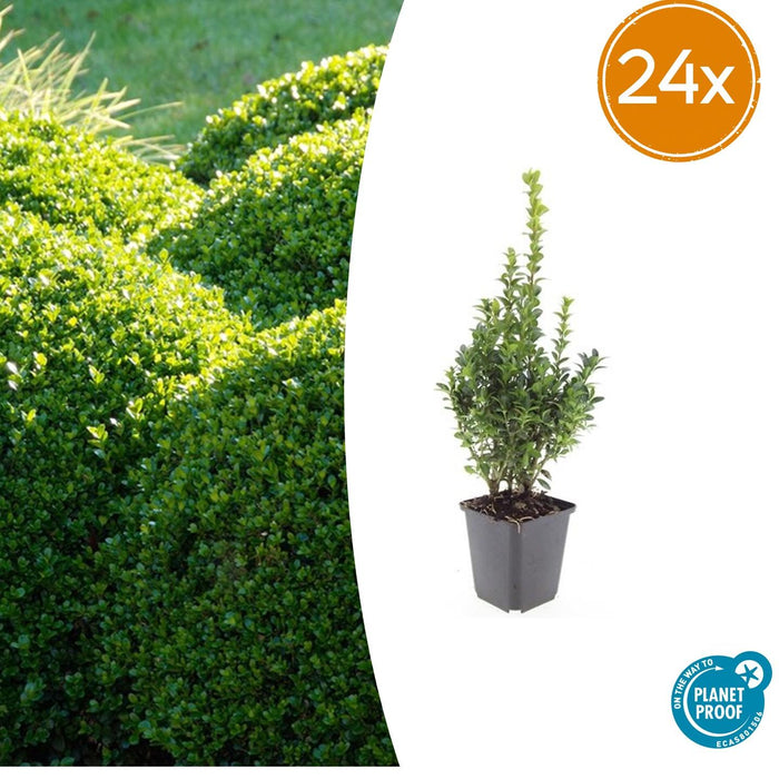 Buxus Sempervirens - ↕10-25cm - Ø9cm - 24x