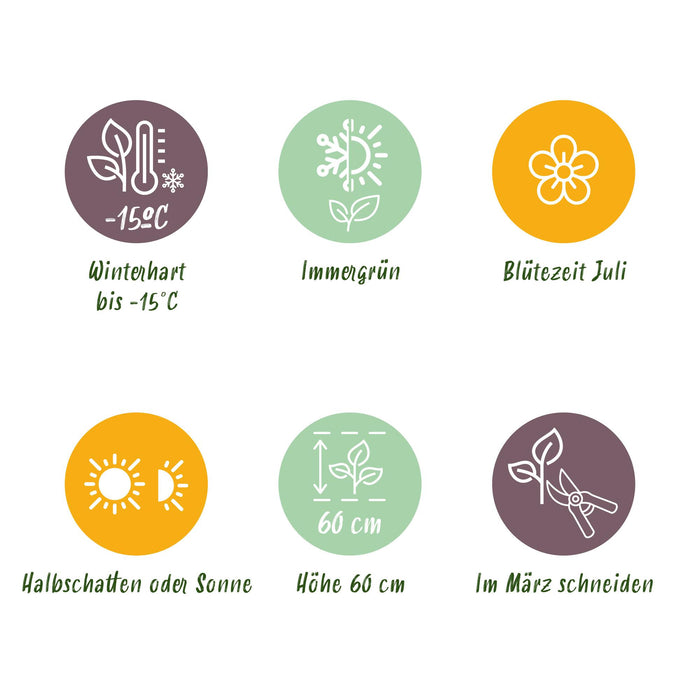 Carex comans Frosted Curls - Groen - 4 Planten - Bladhoudend - Weinig Onderhoud - Pot 17cm Hoogte 50cm