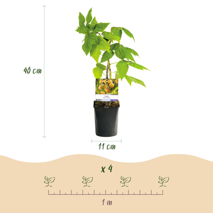 Fruitplant - Framboos - Rubus idaeus Fallgold  - Gele Framboos - 2 planten -  Pot 11cm Hoogte 40cm