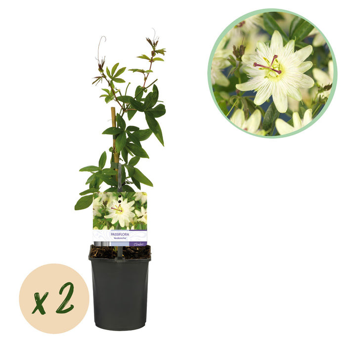 Passiebloem - Passiflora Avalanche - Bloem Wit - ↕40cm - Ø11cm - 2x