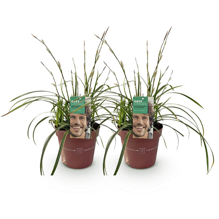 Siergrassen - Carex morrowii Ice Dance  - Wit & Groen - 2 Planten - Bladhoudend - Weinig Onderhoud - Pot 17cm Hoogte 50cm