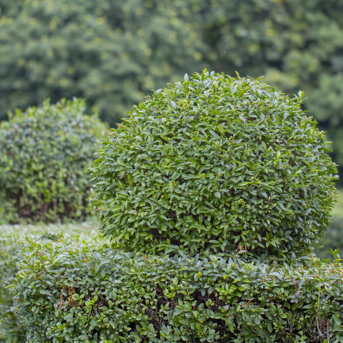 Haagplanten - Ligustrum ovalifolium -  blad groen - 6 planten - 1 strekkende meter - groenblijvend - pot 17cm hoogte 55cm