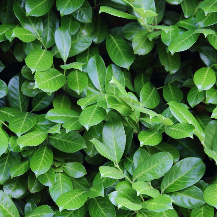 Haagplanten - Prunus laurocerasus Novita - blad groen - 6 planten - 1 strekkende meter - groenblijvend - pot 17cm hoogte 50cm