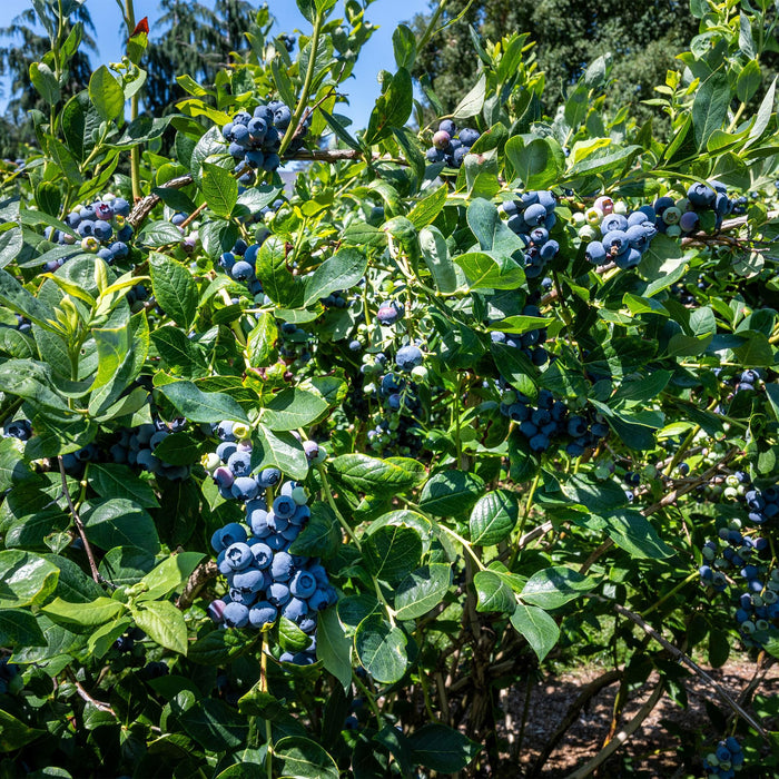 Fruitplant - Bosbes -  Vaccinium corymbosum Goldtraube -  Blauwe bes - Doornloos - 2 planten -  Pot 11cm Hoogte 40cm