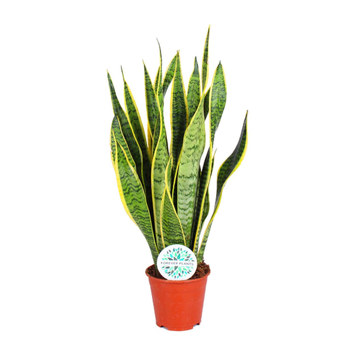 Sansevieria Trifasciata Laurentii - Vrouwentong - ↕50cm - Ø14cm