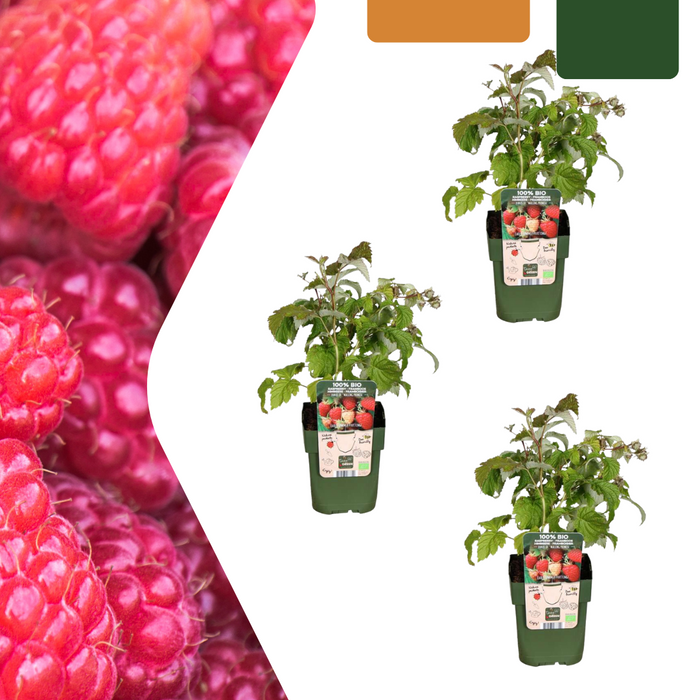 Frambozenplanten Biologisch - ↕20cm - Ø13cm - 3x