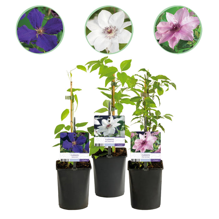 Clematis Tricolour - Bosrank - Bloem Roze Wit Paars - ↕40cm - Ø11cm - 3x