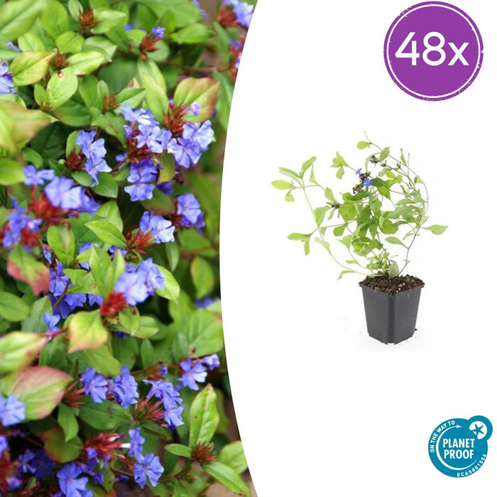 Ceratostigma plumbaginoides - ↕10-25cm - Ø9cm - 48x