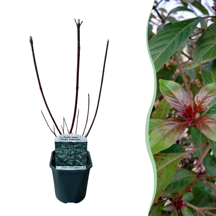 Heesters - Cornus alba Kesselringii - Paarse Takken - 1 Plant - Bladverliezend - Weinig Onderhoud - Pot 17cm Hoogte 45cm