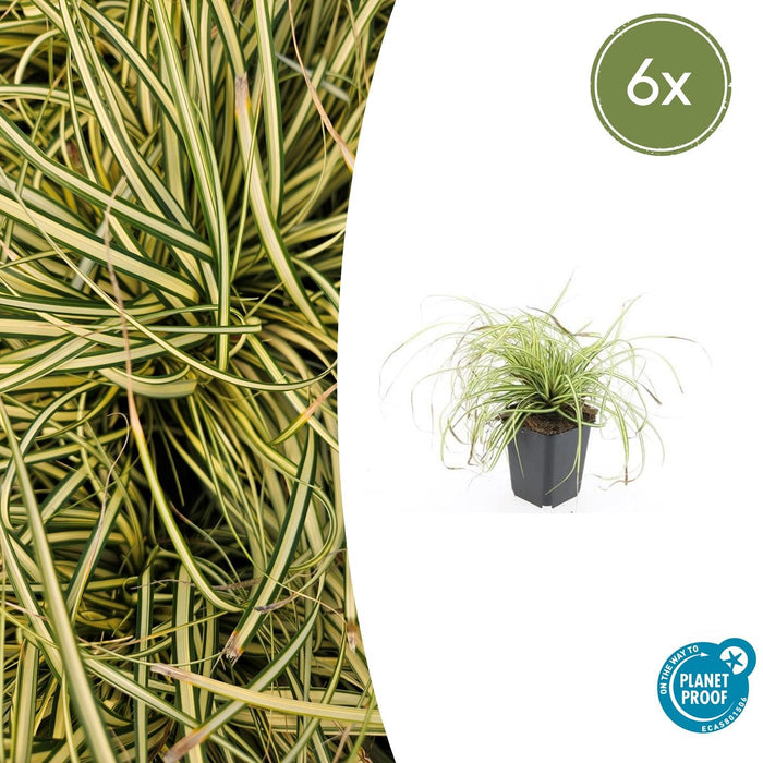 Carex oshimensis 'Evergold' - Zegge - ↕10-25cm - Ø9cm - 6x