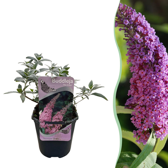 Vlinderstruik - Buddleja davidii Pink Delight - Bloem Roze - ↕25cm - Ø17cm - 1x