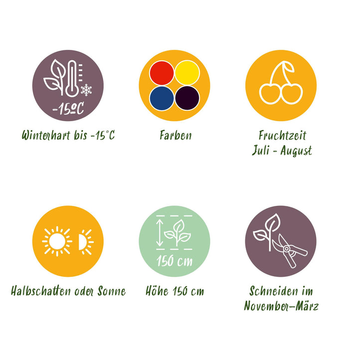 Fruit planten mix - Rode Bes, Gele Framboos, Zwarte Braam, Blauwe bes - 4 planten - Pot 11cm Hoogte 40cm