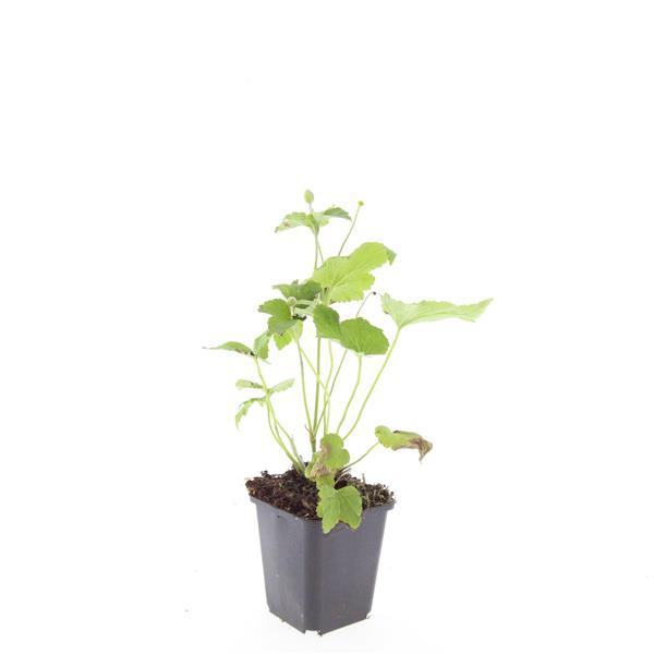 Anemone hybrida 'Honorine Jobert' - ↕10-25cm - Ø9cm - 48x