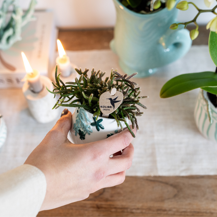 Kolibri Home | Coral plantenpot - Blue - Ø6cm