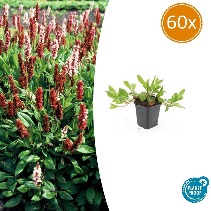 Persicaria affinis 'Darjeeling Red' - Duizendknoop - ↕10-25cm - Ø9cm - 60x