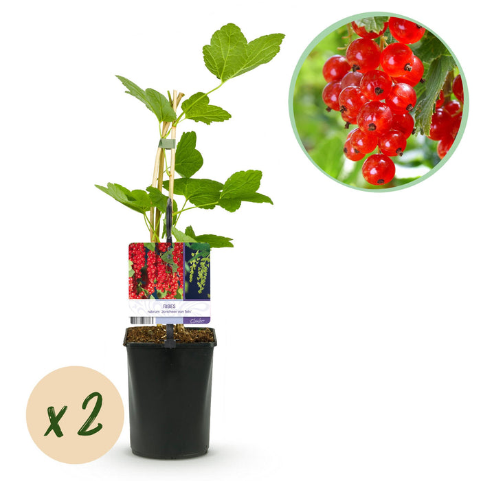 Fruitplant - Aalbes - Ribes rubrum Jonkheer van Tets - Rode Bes - 2 planten - Pot 11cm Hoogte 40cm