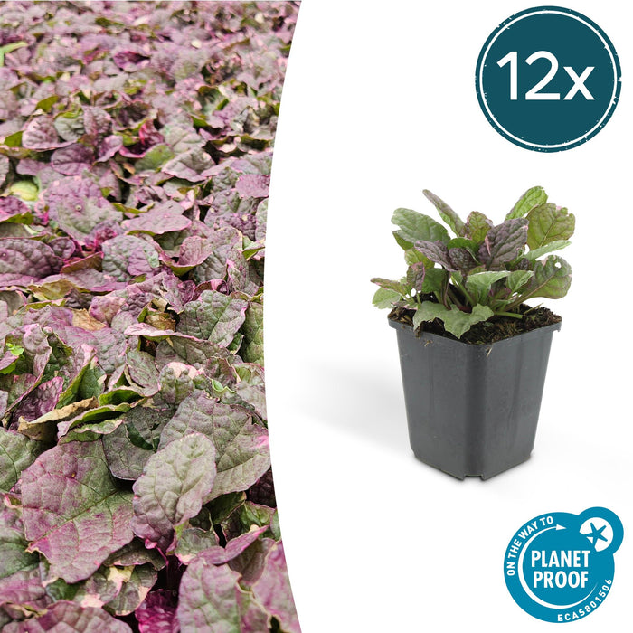 Ajuga reptans 'Burgundy Glow' - Kruipend Zenegroen - ↕10-25cm - Ø9cm - 12x