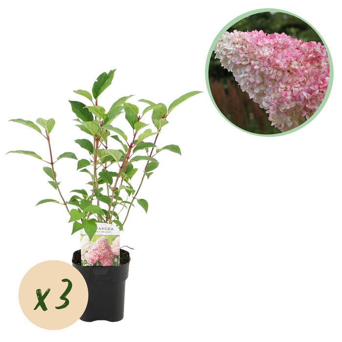 Pluim Hortensia - Hydrangea panniculata Vanille Fraise - Bloem Wit Roze - 3 Planten 1 m2 - Bladverliezend - Grote Bloemen - Pot 17cm Hoogte 50cm