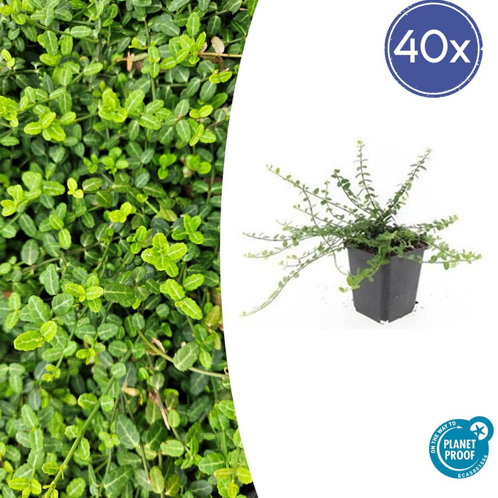 Euonymus fortunei 'Minimus' - Japanse Kardinaalsmuts - ↕10-25cm - Ø9cm - 40x