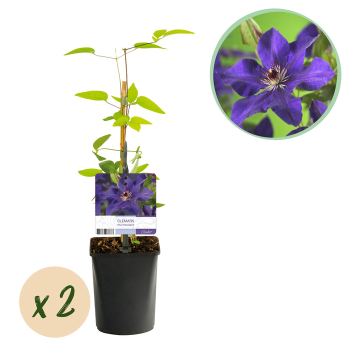 Clematis The President - Bosrank - Bloem Roze - ↕40cm - Ø11cm - 2x