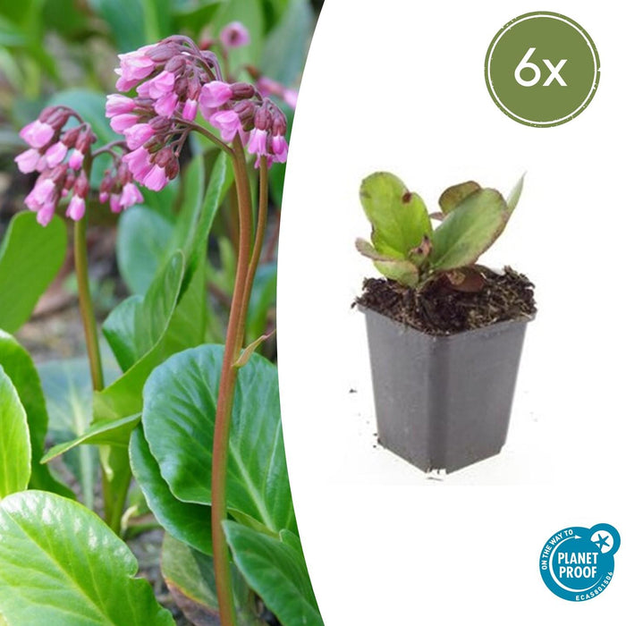 Bergenia cordifolia 'Herbstblüte' - Schoenlappersplant - ↕10-25cm - Ø9cm - 6x