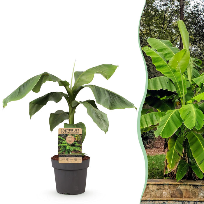 Fruitplant - Japanse vezelbanaan - Musa Basjoo - Winterhard - Pot 21cm Hoogte 90cm