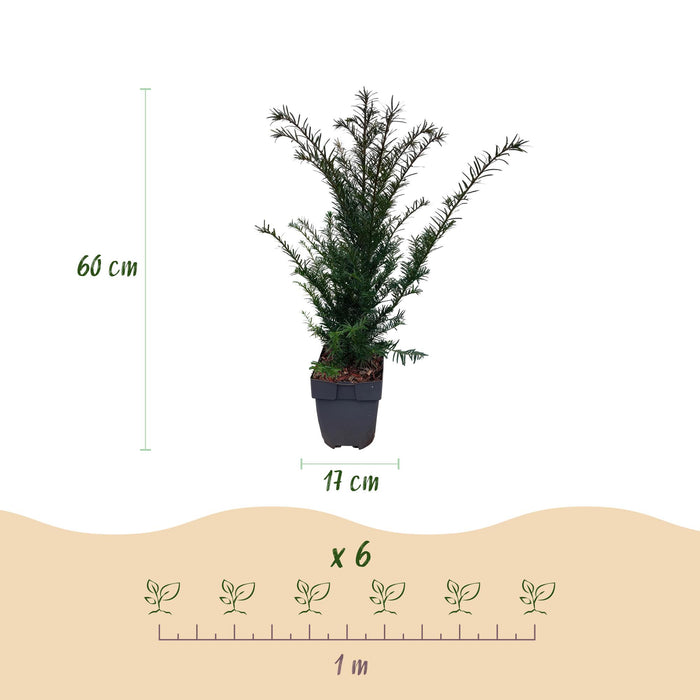 Haagplanten - Taxus baccata - 6 planten - 1 strekkende meter - groenblijvend - pot 17cm hoogte 60cm