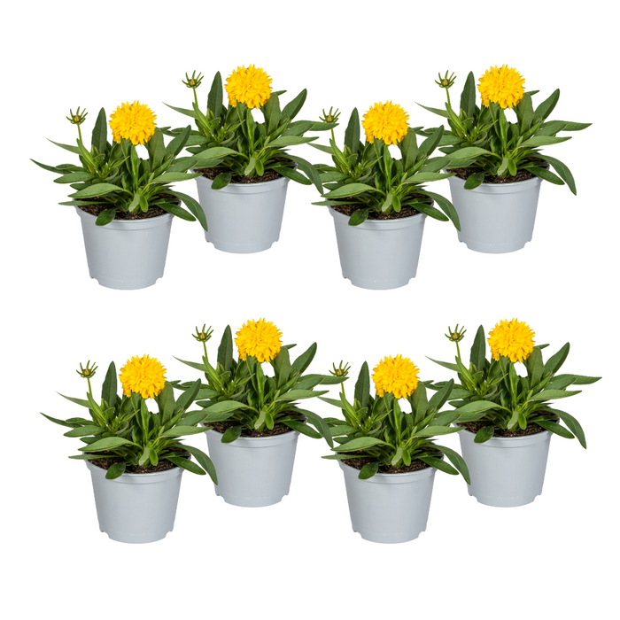 Coreopsis Grandiflora - Meisjesogen - ↕25-35cm - Ø13cm - 8x