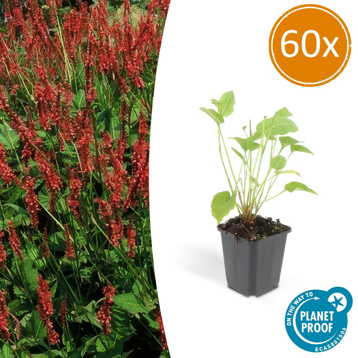 Persicaria amplexicaulis - Duizendknoop - ↕10-25cm - Ø9cm - 60x