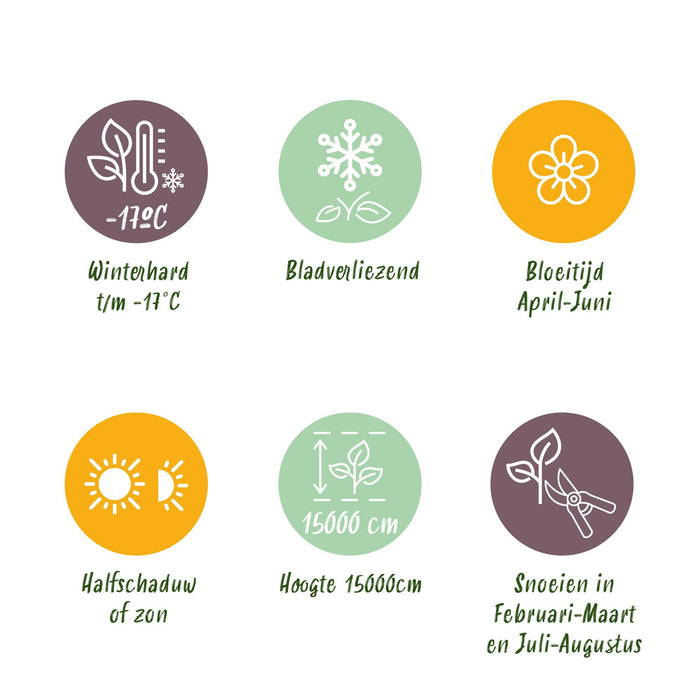 Blauwe regen - Wisteria floribunda Tricolour - Bloemen Blauw Roze Wit - ↕40cm - Ø11cm - 3x