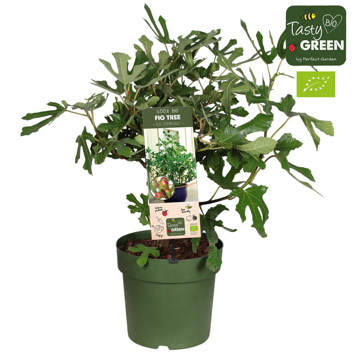 Ficus Carica 'Little Miss Figgy' Bio - Vijg - ↕50cm - Ø23cm