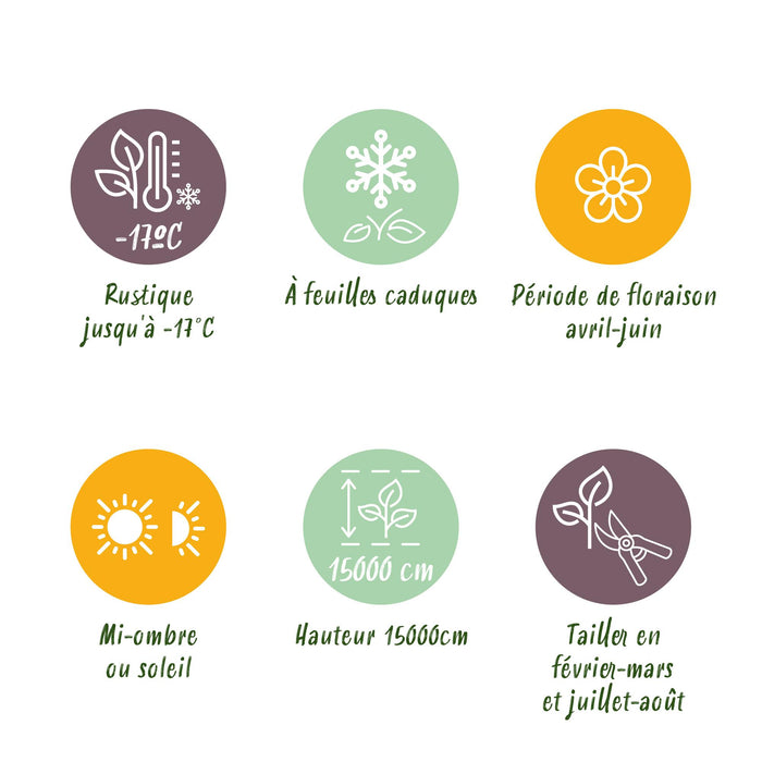 Blauwe regen - Wisteria floribunda Tricolour - Bloemen Blauw Roze Wit - ↕40cm - Ø11cm - 3x