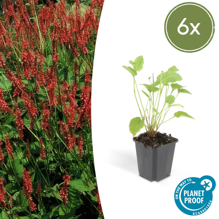 Persicaria amplexicaulis - Duizendknoop - ↕10-25cm - Ø9cm - 6x