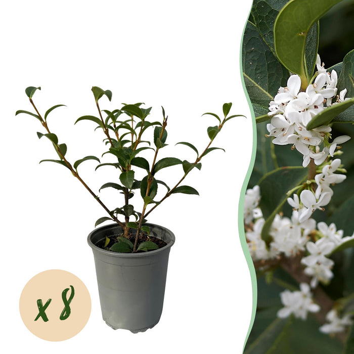 Haagplanten - Osmathus burkwoodii - blad groen - 8 planten - 1 strekkende meter - groenblijvend - pot 9cm hoogte 25-30cm