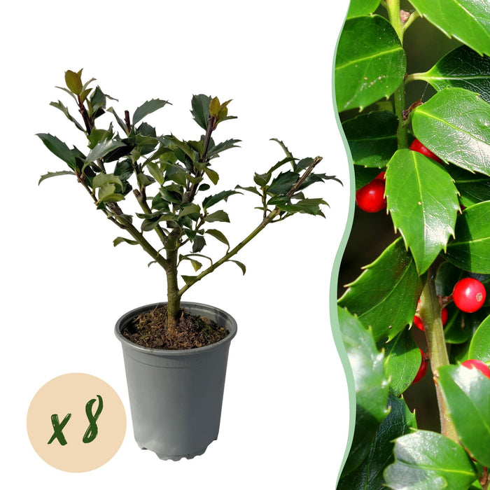 Haagplanten - Ilex Blue Maid - 8 planten - 1 strekkende meter - groenblijvend - pot 9cm hoogte 25-30cm