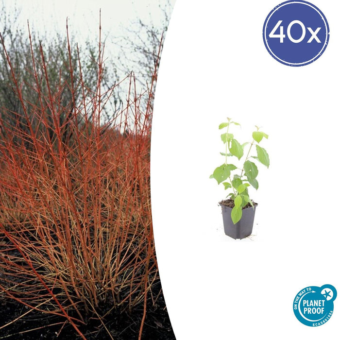Cornus sanguinea 'Midwinter Fire' - ↕10-25cm - Ø9cm - 40x