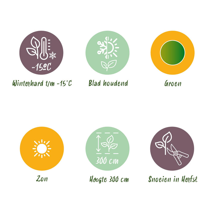 Fruitplant - Bananen plant - Musa Basjoo - Winterhard - 6 planten - Pot 17cm Hoogte 40cm