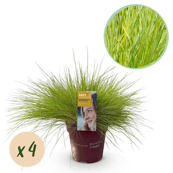 Siergrassen - Festuca glauca Golden Toupee - Geel - 4 Planten - Bladhoudend - Weinig Onderhoud - Pot 17cm Hoogte 50cm