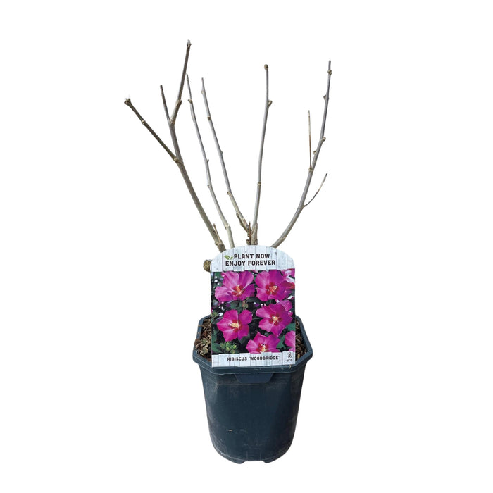 Heesters - Hibiscus syriacus Woodbridge - Bloem Roze - 1 Plant - Bladverliezend - Weinig Onderhoud - Pot 17cm Hoogte 45cm