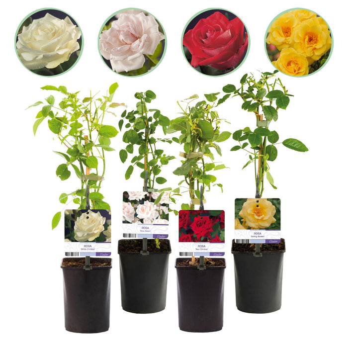 Klimroos - Rosa Rainbow - Bloemen Roze Wit Geel Rood - Weinig onderhoud - 4 planten - Pot 11cm Hoogte 40cm