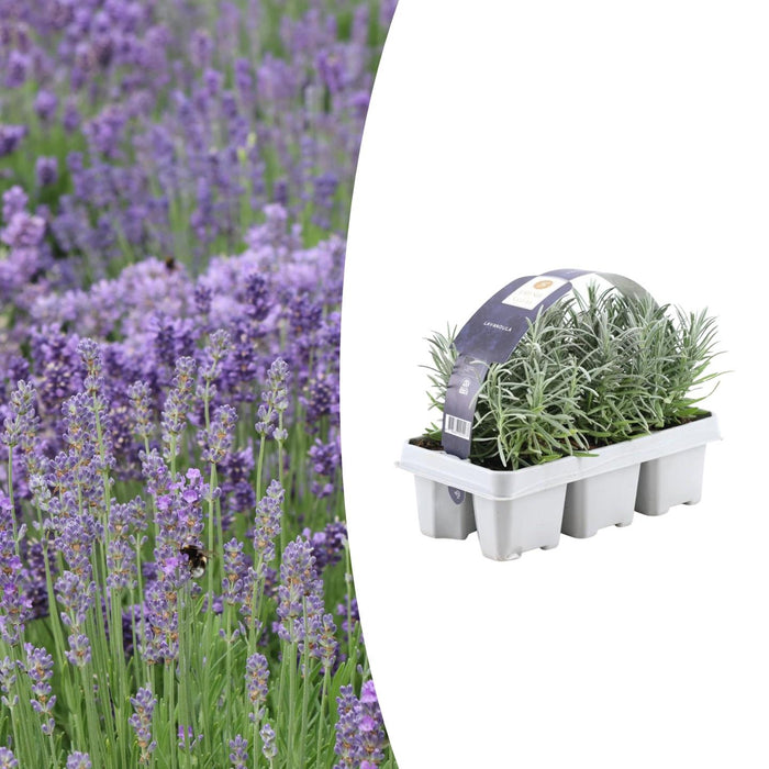 Lavendel angustifolia - ↕15cm - Ø7cm - 6x