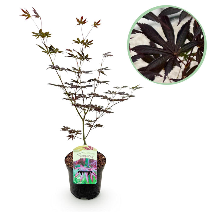 Terrasplant - Japanse Esdoorn - Acer palmatum Trompenburg -Donker Paars - Bladverliezend - ↕70cm - Ø19cm