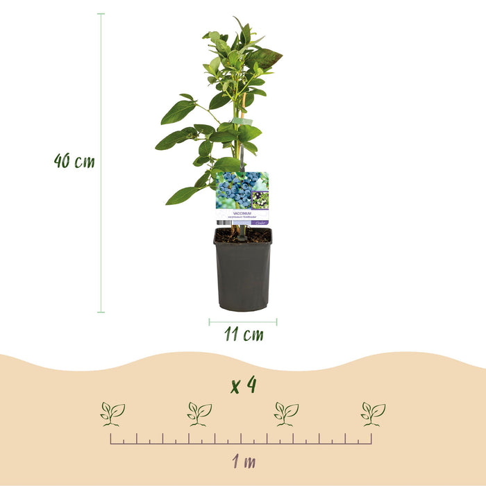 Fruitplant - Bosbes -  Vaccinium corymbosum Goldtraube -  Blauwe bes - Doornloos - 2 planten -  Pot 11cm Hoogte 40cm