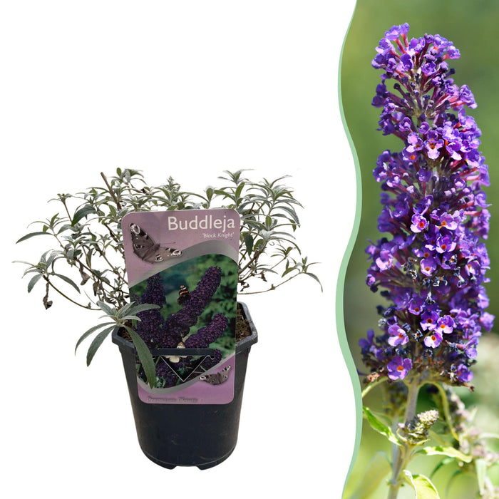 Vlinderstruik - Buddleja davidii Black Night - Bloem Paars - ↕25cm - Ø17cm - 1x