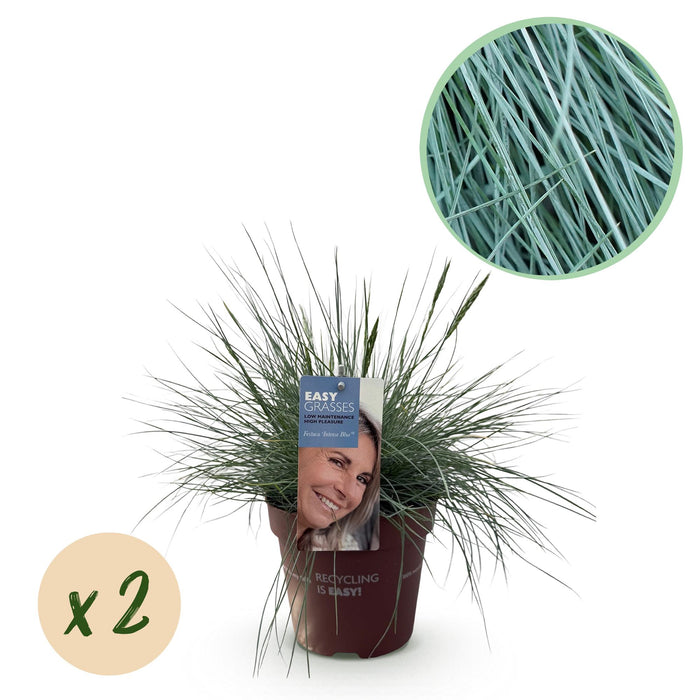 Siergrassen - Festuca glauca Intense Blue - Blauw - 2 Planten - Bladhoudend - Weinig Onderhoud - Pot 17cm Hoogte 50cm