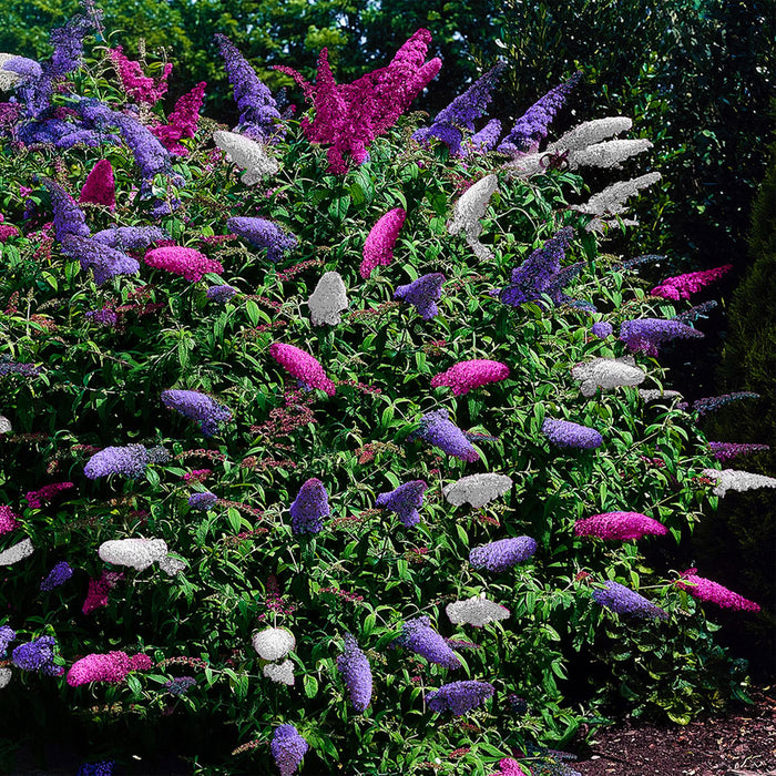Vlinderstruik - Buddleja davidii Tricolour - Bloem Roze, Wit en Paars - 3 Planten - 1m2 - ↕30cm - Ø17cm