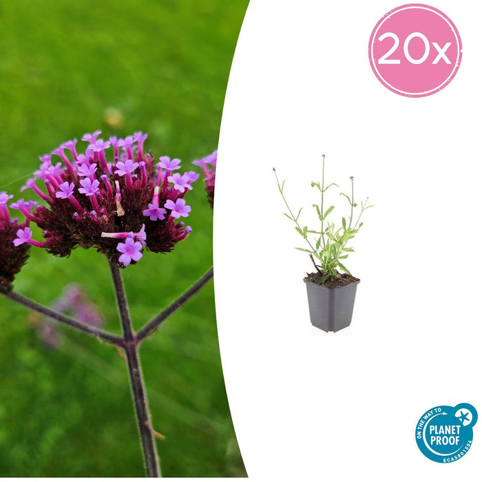 Verbena bonariensis 'Lollipop' - IJzerhard - ↕10-25cm - Ø9cm - 20x