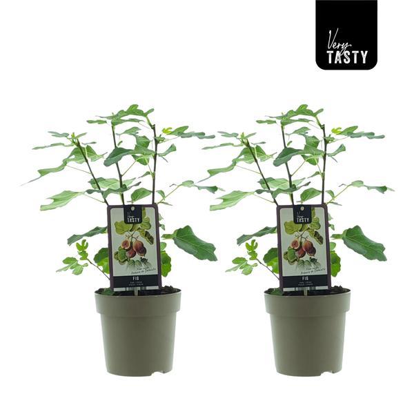 Ficus Precose De Dalmatie - ↕40cm - Ø15cm - 2x